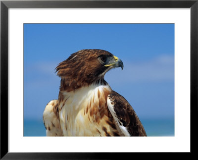A Portrait Of A Hawk by Scott Sroka Pricing Limited Edition Print image