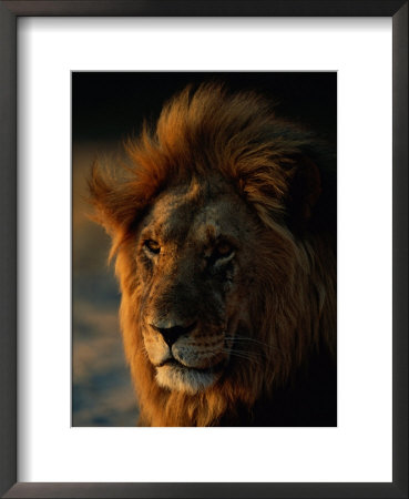 Close View Of A Male Lion (Panthera Leo) by Beverly Joubert Pricing Limited Edition Print image