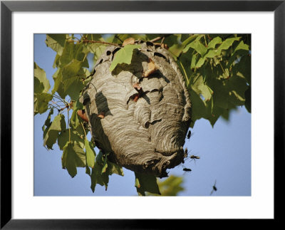 A Close View Of A Very Active Wasp Nest by Stephen St. John Pricing Limited Edition Print image