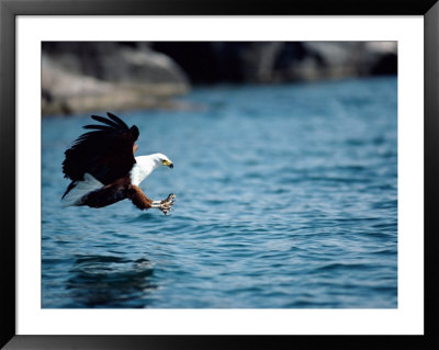 An African Fish Eagle Swoops Towards The Waters Surface by Bill Curtsinger Pricing Limited Edition Print image