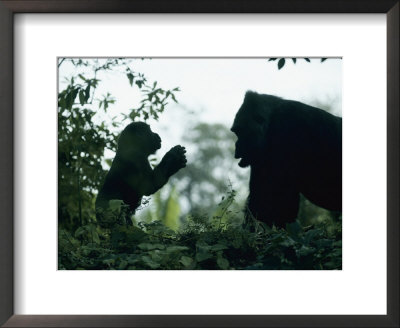 A Female Western Lowland Gorilla Appears To Be Teaching Her Youngster by Jason Edwards Pricing Limited Edition Print image