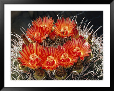 Barrel Cactus In Bloom by Walter Meayers Edwards Pricing Limited Edition Print image