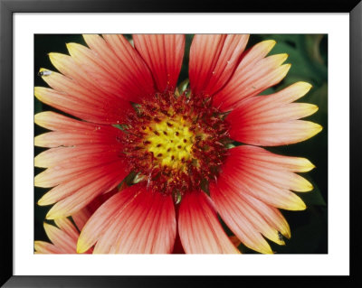 A Close View Of A Cactus Flower by Brian Gordon Green Pricing Limited Edition Print image