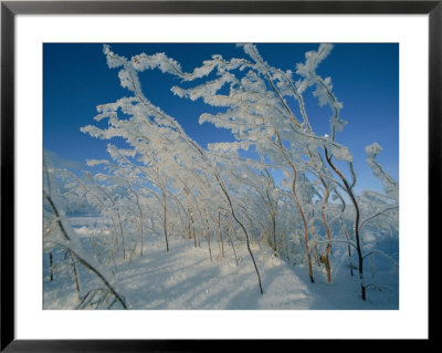 Ice Crystals Cling To A Stand Of Shrubs by Norbert Rosing Pricing Limited Edition Print image