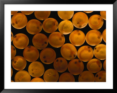 A Close View Of Red Salmonfish Eggs by Paul Nicklen Pricing Limited Edition Print image