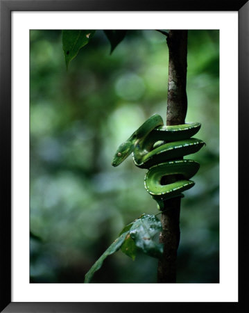 Green Tree Python (Chondropython Viridis) by Sam Abell Pricing Limited Edition Print image