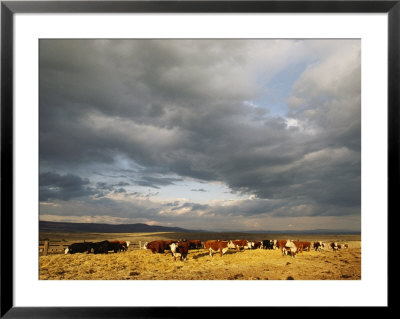 A Cloud-Filled Sky Over A Yakima Valley Cattle Ranch by Sisse Brimberg Pricing Limited Edition Print image