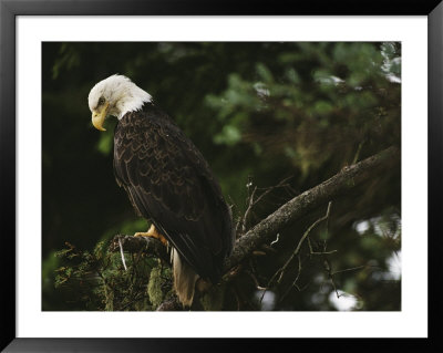 A Mature Bald Eagle Is Perched Atop A Tree Branch by Raymond Gehman Pricing Limited Edition Print image