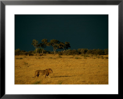 A Male African Lion Walks Across The Sunlit Savanna by Beverly Joubert Pricing Limited Edition Print image