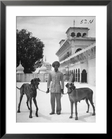 Marahaja's Great Dane Dogs Which Tower High In Comparison To An Assistant by James Burke Pricing Limited Edition Print image