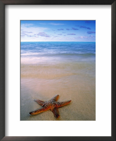 Starfish On Beach, Maldives by Peter Adams Pricing Limited Edition Print image