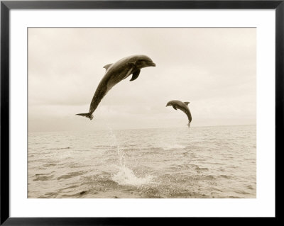 Bottlenose Dolphins Jumping Out Of Water by Stuart Westmoreland Pricing Limited Edition Print image