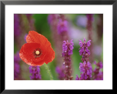 Papaver Rhoeas With Salvia by Mark Bolton Pricing Limited Edition Print image