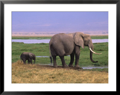 Kenya, Amboseli National Park, Elephant With Offspring by Michele Burgess Pricing Limited Edition Print image