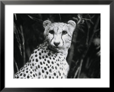 Cheetah by Henry Horenstein Pricing Limited Edition Print image