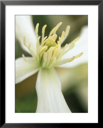 Clematis Armandii, Snowdrift, March by Mark Bolton Pricing Limited Edition Print image