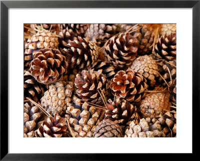 Pine Cone Background by Susie Mccaffrey Pricing Limited Edition Print image