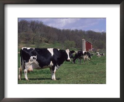 Holstein Cows On Farm, Belleville, Wisconsin by Lynn M. Stone Pricing Limited Edition Print image