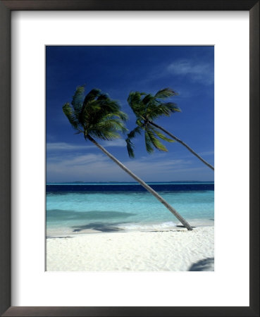 Palm Trees On Tropical Beach, Maldives by Frank Chmura Pricing Limited Edition Print image