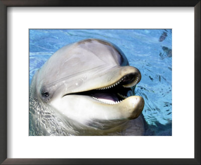 Bottlenose Dolphin, Teeth And Eye, Usa by David B. Fleetham Pricing Limited Edition Print image