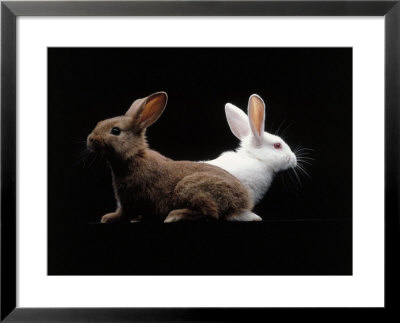 White And Brown Rabbit by Howard Sokol Pricing Limited Edition Print image