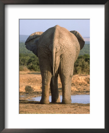 Rear End Of Elephant by Bonnie Lange Pricing Limited Edition Print image