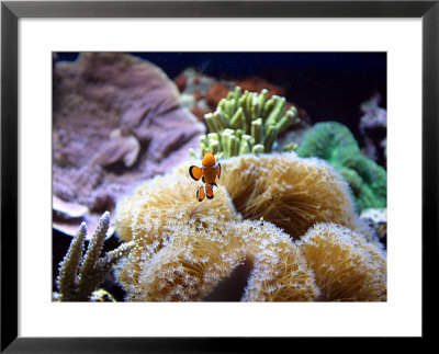 Clown Fish by Bruce Ando Pricing Limited Edition Print image
