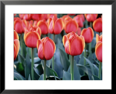 Red Tulips by Mark Windom Pricing Limited Edition Print image