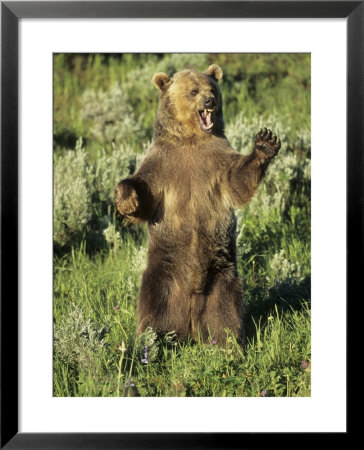 Grizzly Bear Bear Standing, Usa by Daniel Cox Pricing Limited Edition Print image