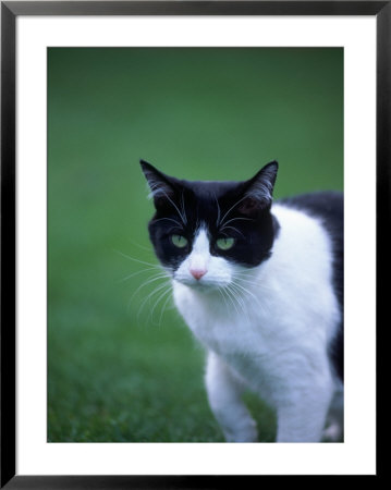 Black And White Cat Walking In Grass by Donald Higgs Pricing Limited Edition Print image