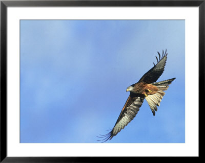 Red Kite, Flying Over Feeding Station, Powys, Uk by Richard Packwood Pricing Limited Edition Print image