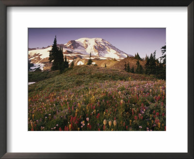 Alpine Summer Wildflowers, Mt. Rainer National Park by Stuart Westmoreland Pricing Limited Edition Print image