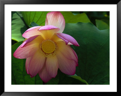 Lotus Flower, Echo Park Lake, Los Angeles, Ca by David Carriere Pricing Limited Edition Print image