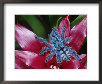 Antilles Pinktoe Tarantula by Brian Kenney Pricing Limited Edition Print image