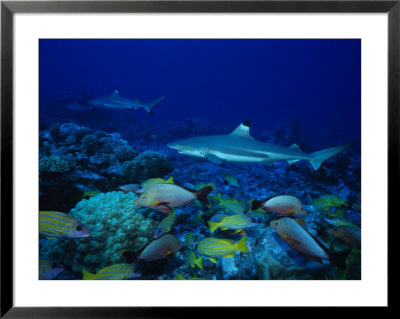 Blacktip Reef Sharks, Swimming, Polynesia by Gerard Soury Pricing Limited Edition Print image