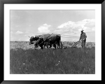Farmer Steering Plow Pulled By Two Bulls by Ewing Galloway Pricing Limited Edition Print image