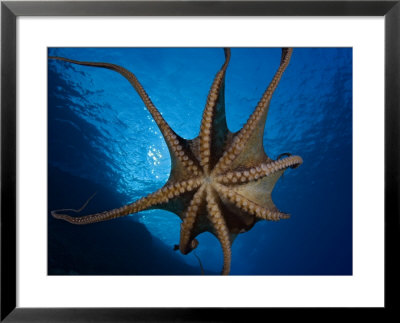 Day Octopus, Male, Hawaii by David B. Fleetham Pricing Limited Edition Print image
