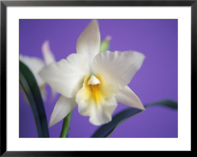 Cattleya Orchid by Masa Kono Pricing Limited Edition Print image