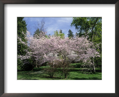 Cherry Trees In Bloom by Mark Windom Pricing Limited Edition Print image