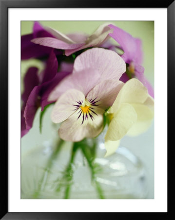 Close-Up Of Pansies In A Bottle by Shaffer & Smith Pricing Limited Edition Print image