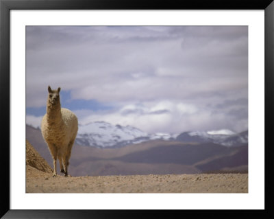 Guanaco In Atacama Desert by Alessandro Gandolfi Pricing Limited Edition Print image