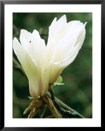 Magnolia Cylindrica (Magnolia), Creamy White Flowers Tinged Pink, With Raindrops by Mark Bolton Pricing Limited Edition Print image