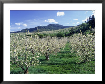 Apple Orchard In Bloom, Chelan County, Wa by Mark Windom Pricing Limited Edition Print image