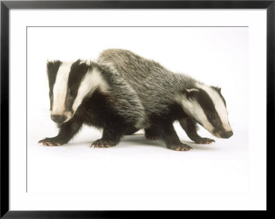 Badgers, Juveniles by Les Stocker Pricing Limited Edition Print image