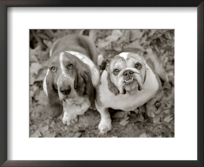Two Dogs Looking Up by Gareth Rockliffe Pricing Limited Edition Print image