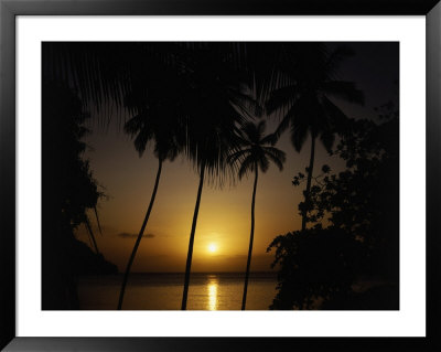 Silhouette Of Palm Trees, Caribbean by Mark Dyball Pricing Limited Edition Print image