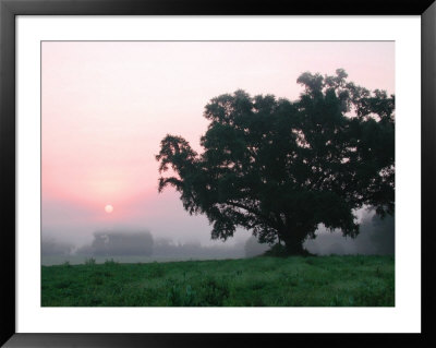 Foggy Sunrise And Oak Tree by Pat Canova Pricing Limited Edition Print image
