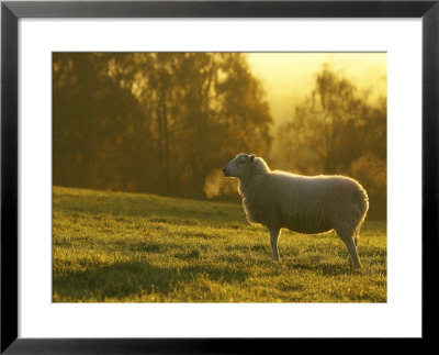 Sheep In Field On Cold Morning, Scotland by Mark Hamblin Pricing Limited Edition Print image