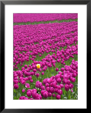 Purple Tulips With Single Yellow, Mt. Vernon, Wa by Yvette Cardozo Pricing Limited Edition Print image