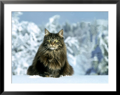 Maine Coon Cat by Klein And Huber Pricing Limited Edition Print image